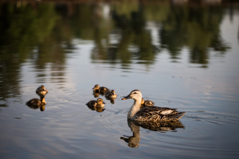 History of the Ducks